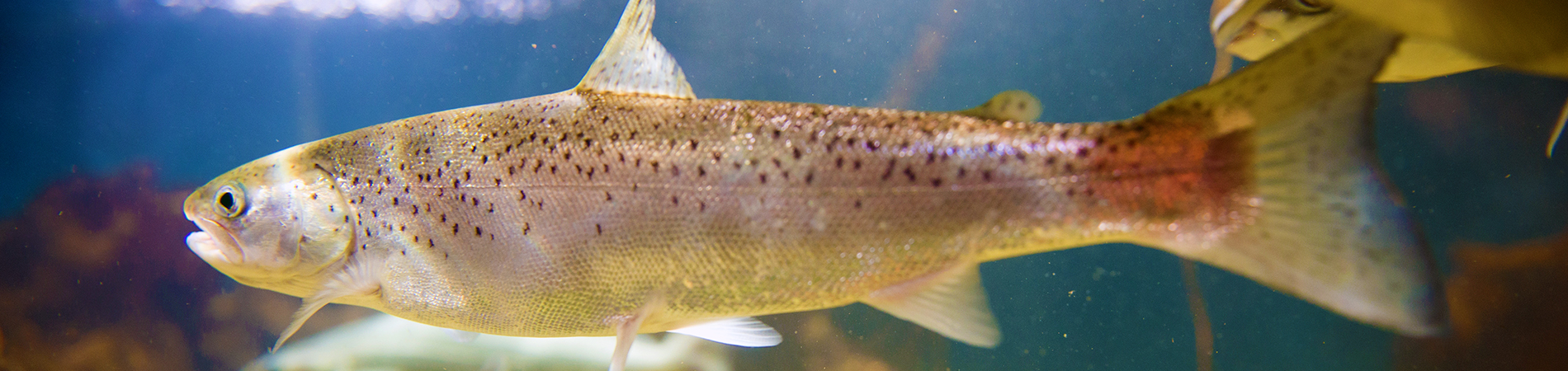 Fishing Regulations