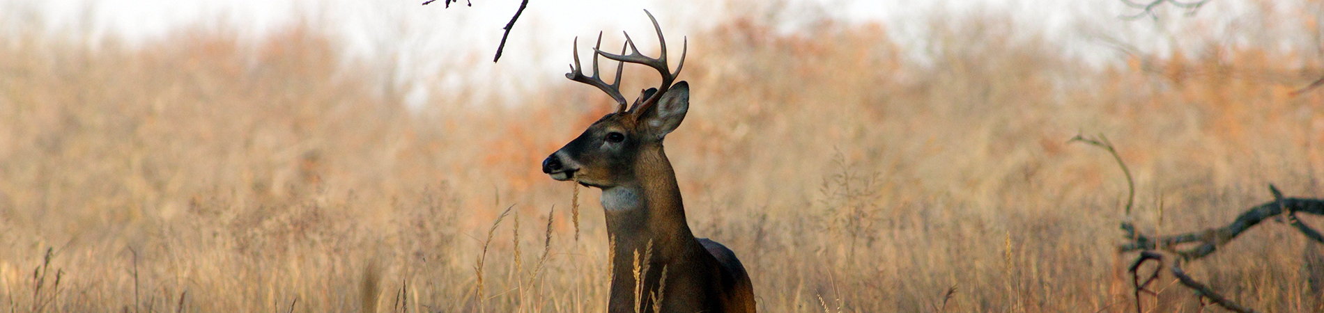 White-tailed Deer in Woods