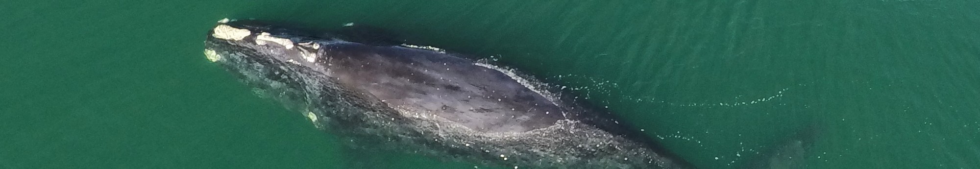 Right whale and calf off Wassaw Island in January 2021 (DNR/taken under NOAA permit 20556)