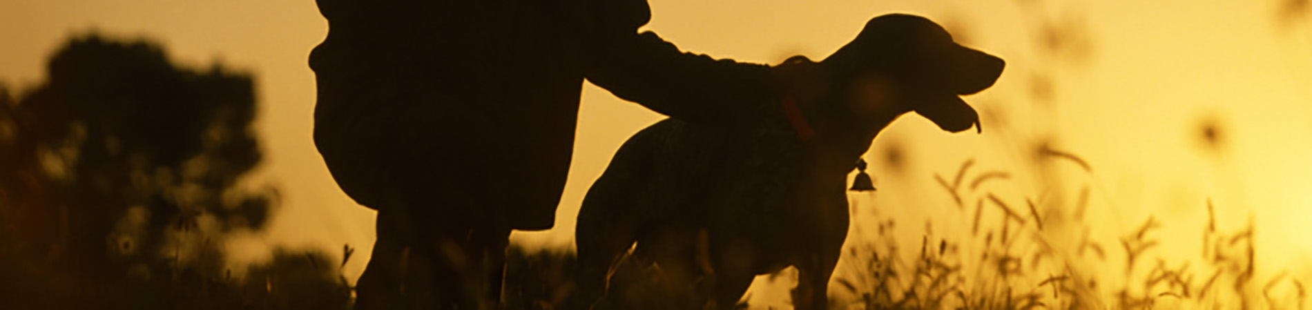 Dog at Sunset