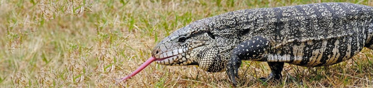 Argentine Black and White Tegu in Grass