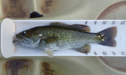 Bass Measured