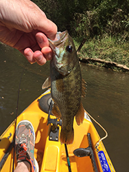 Bass In Kayak