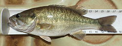 Spotted Bass Measured