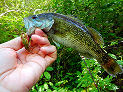 Bass Caught