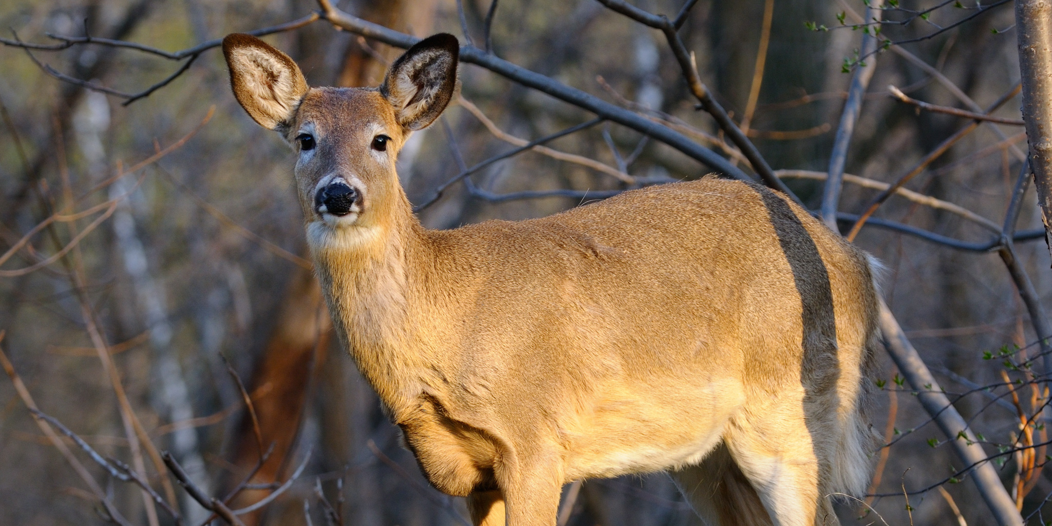 A female white tail deer stands in a forest clearing.