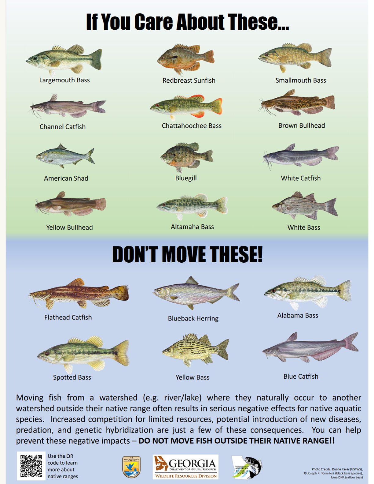 Don't Move Fish Poster