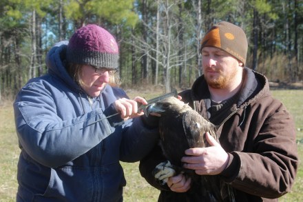 Golden Eagle Tracking