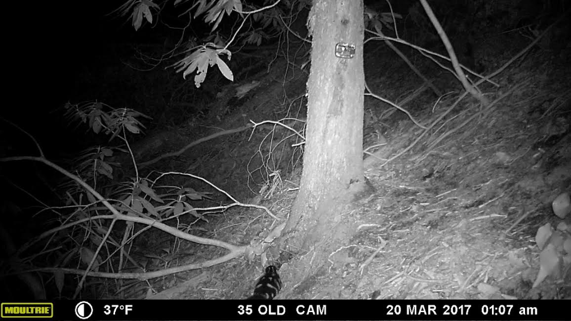 Spotted Skunk on Trail Cam