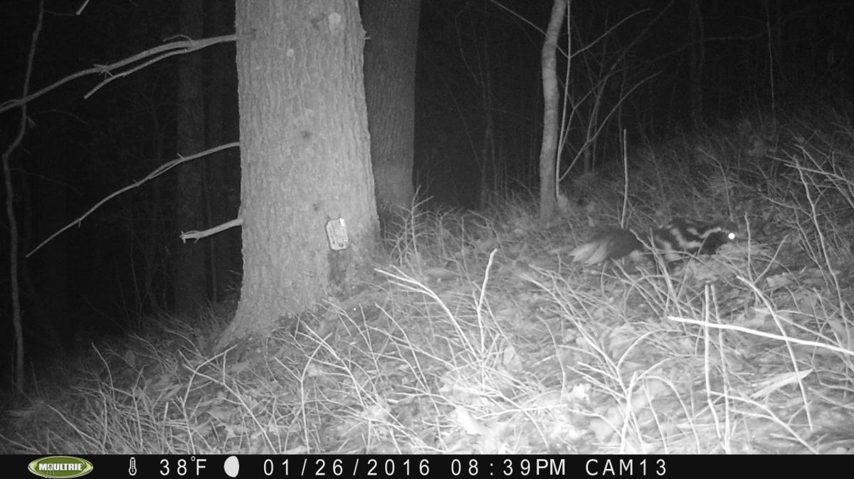 Spotted Skunk on Camera