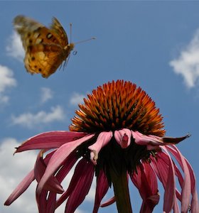 Variegated Fritillary Landing on Purple Coneflower