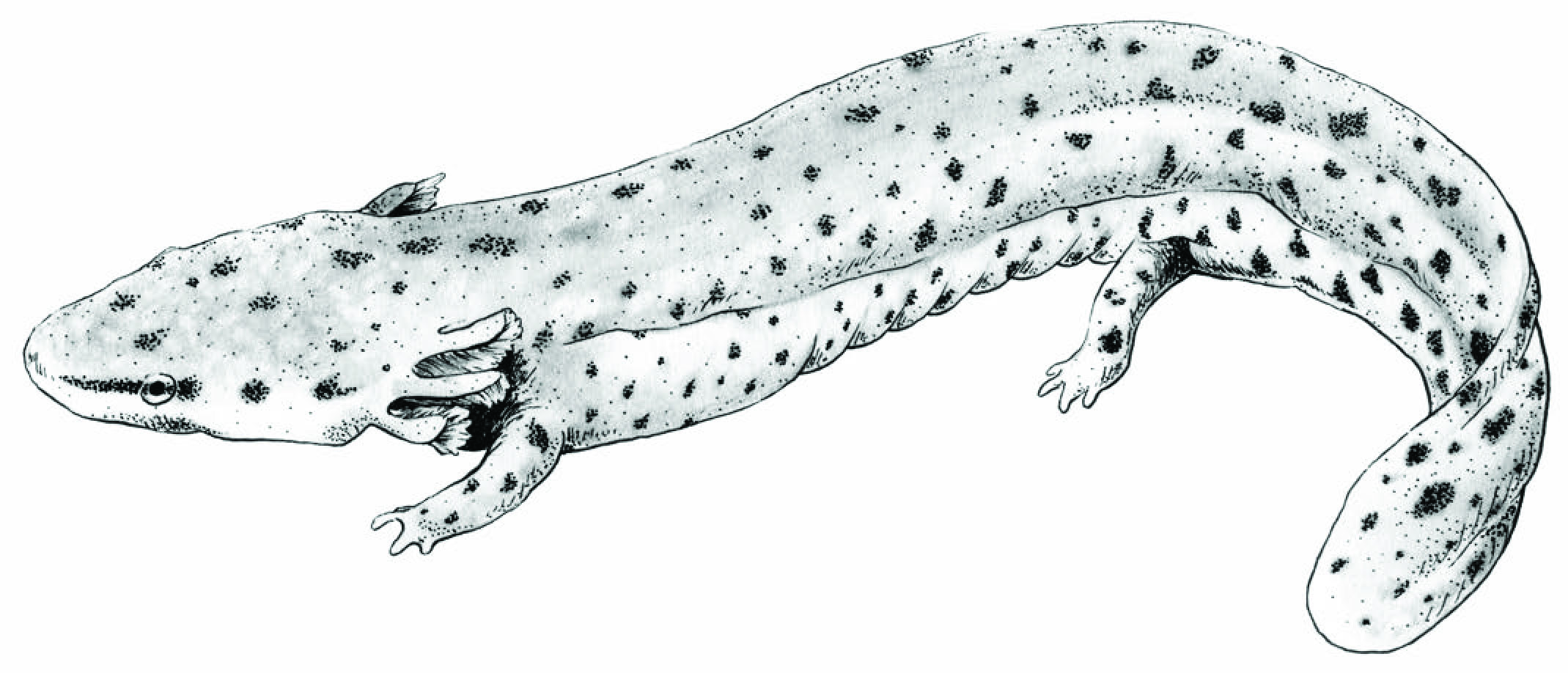 Apalachicola waterdog salamander