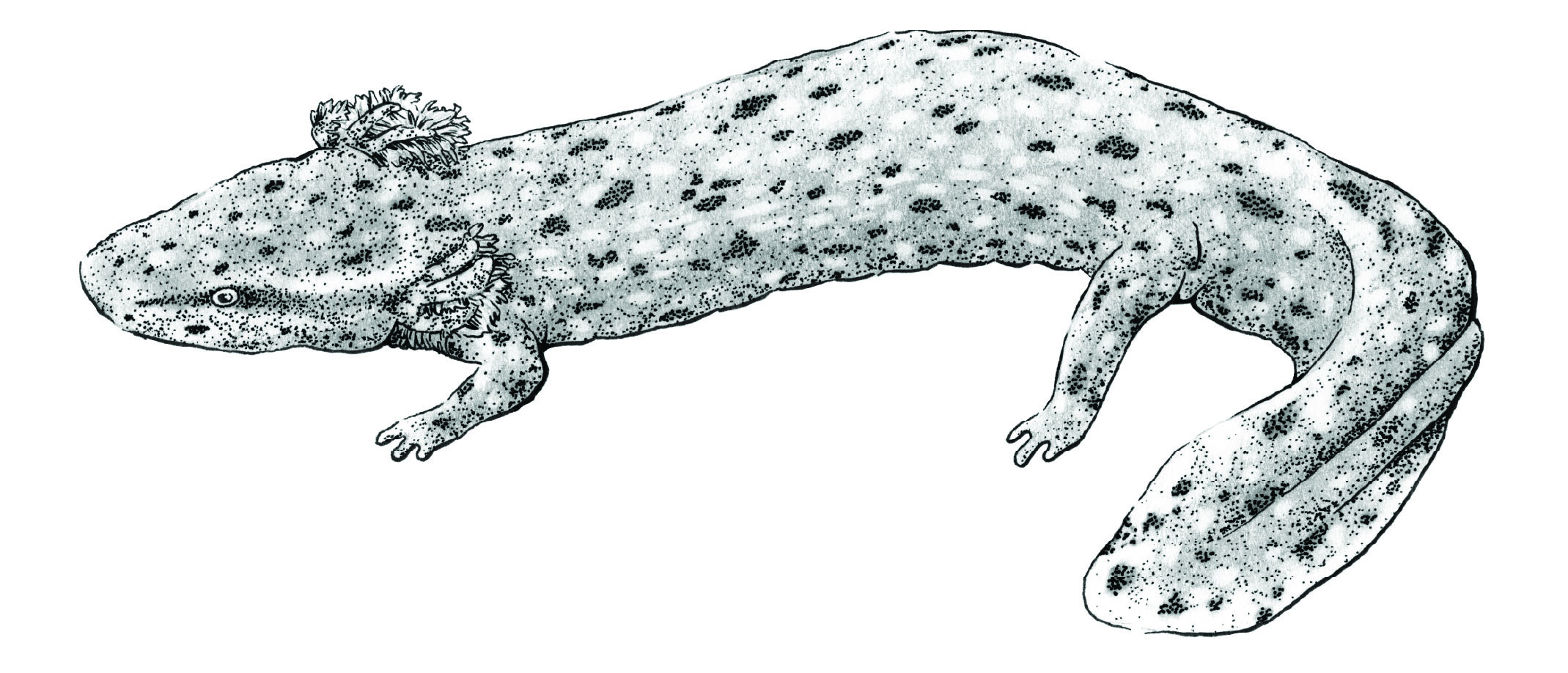 Gulf Coast waterdog salamander
