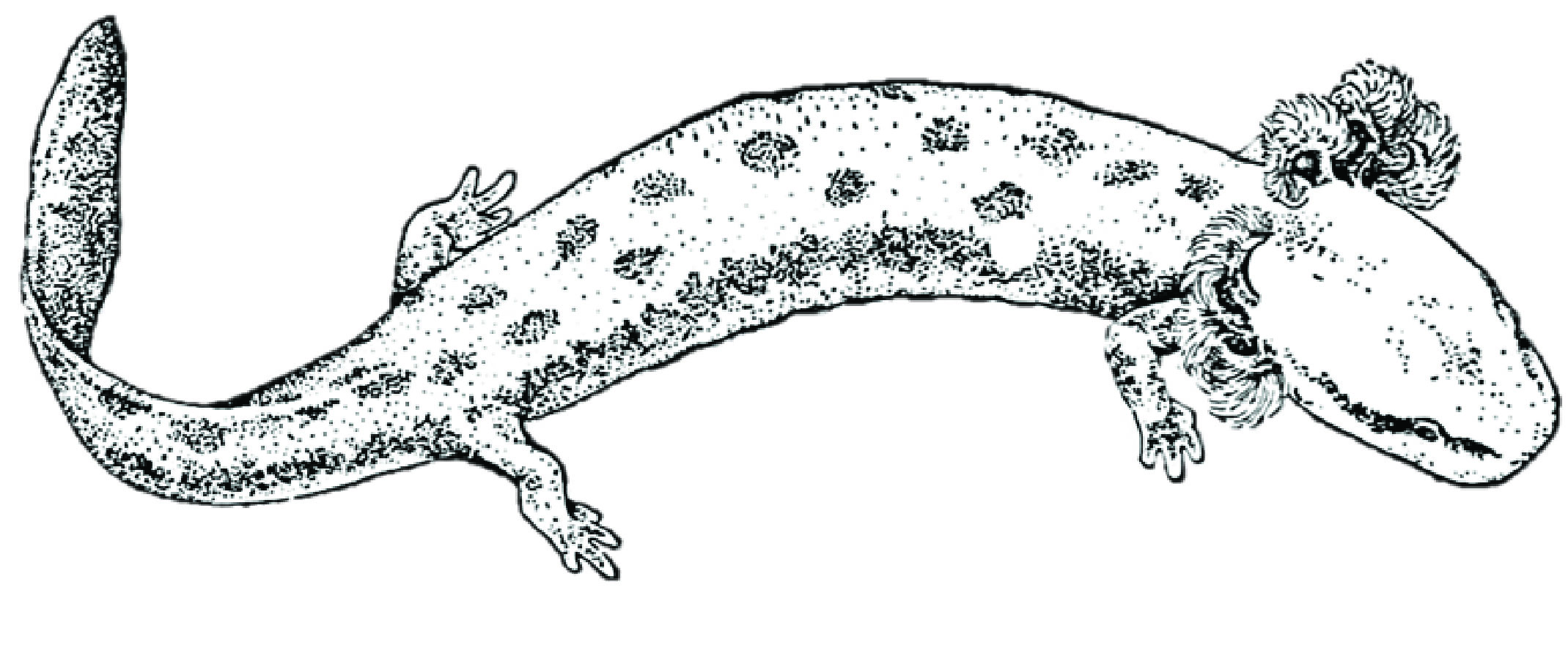Northern mudpuppy salamander