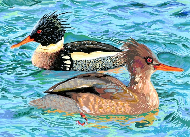 Red-Breasted Mergansers