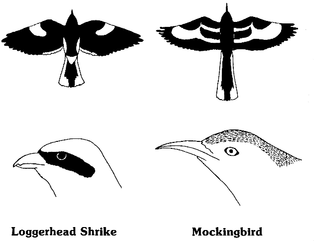 Loggerhead Shrike vs. Mockingbird Comparison