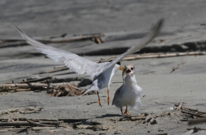 Least tern feeding chick