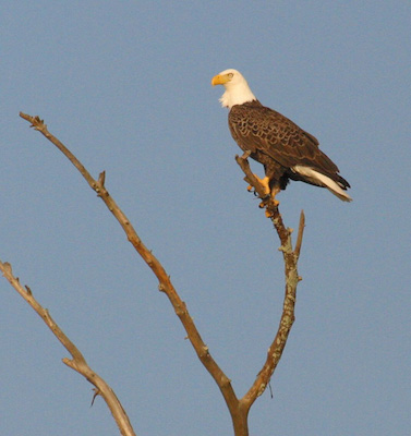 The Bald Eagle In Georgia