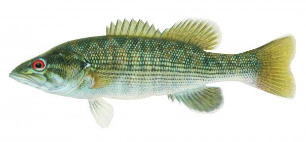 Fish Identification | Department Of Natural Resources Division