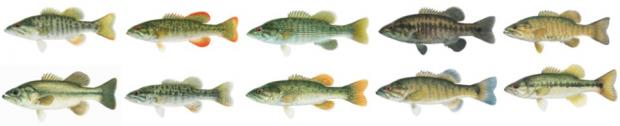 10 Bass Species