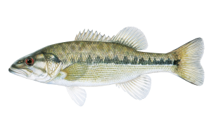 Alabama Bass