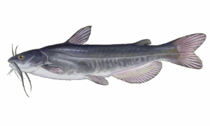 Catfish White