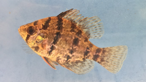 Blackbanded Sunfish