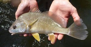 Freshwater drum