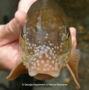 rare freshwater fish species