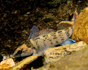 Creek Chub 2009 Darter Special