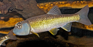 Male bluehead chub