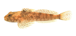 Sculpin