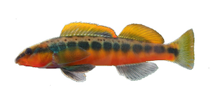 Tangerine darter