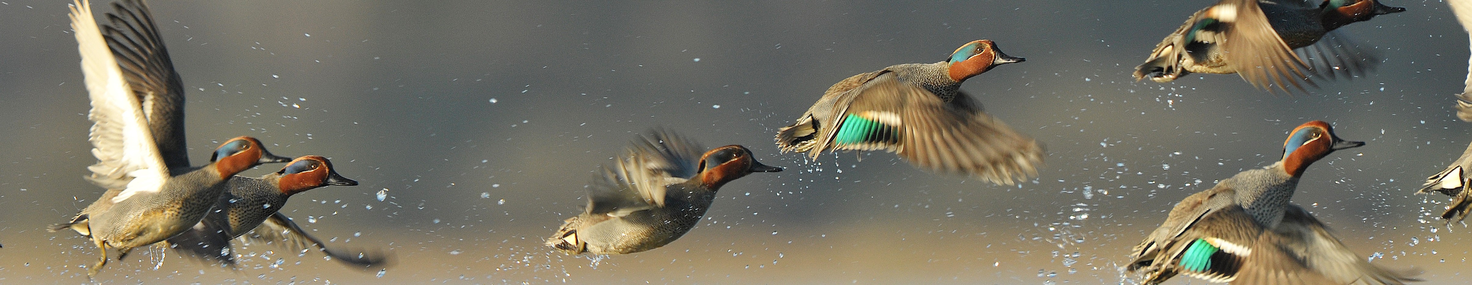 Teal birds taking flight in the water.