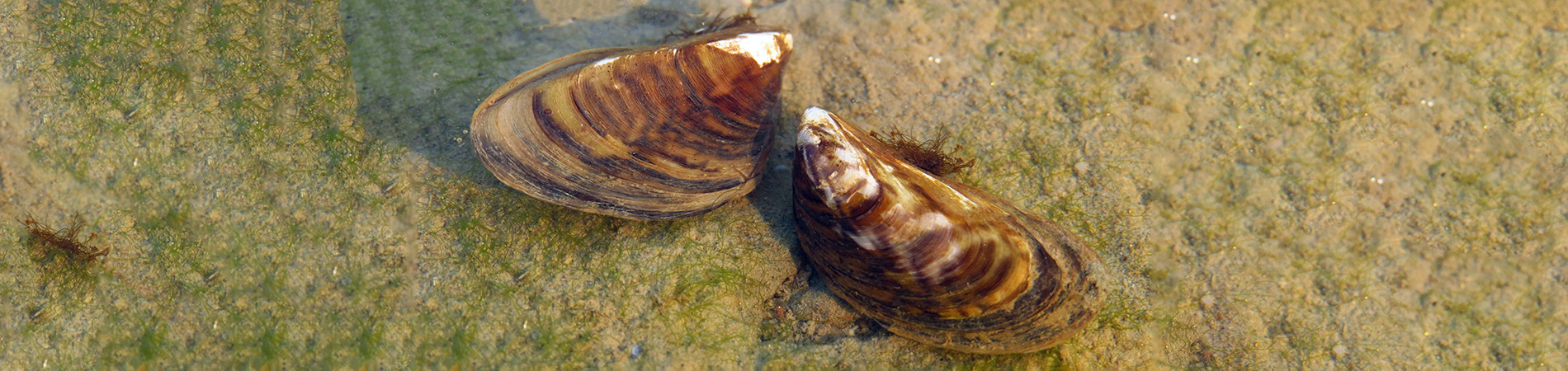 Zebra mussels in water