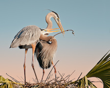 Blue herons