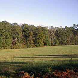 Dove Field