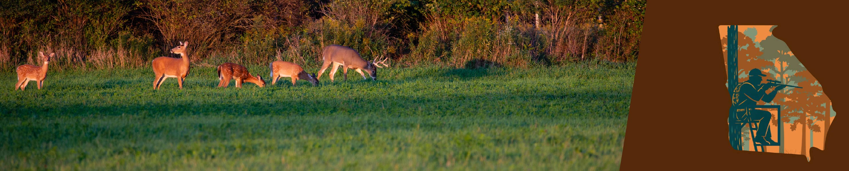 Deer in a field against the Chronic Wasting Disease logo