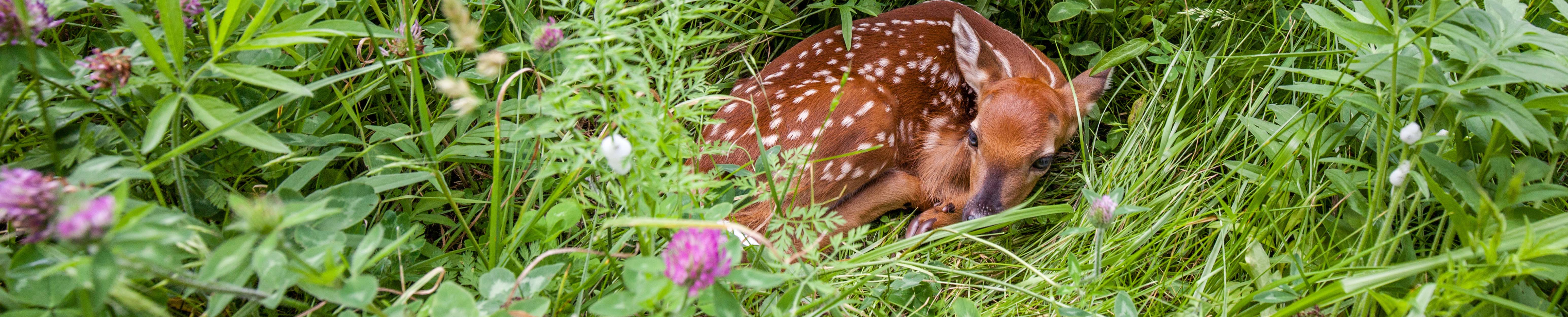 fawn laying in grass