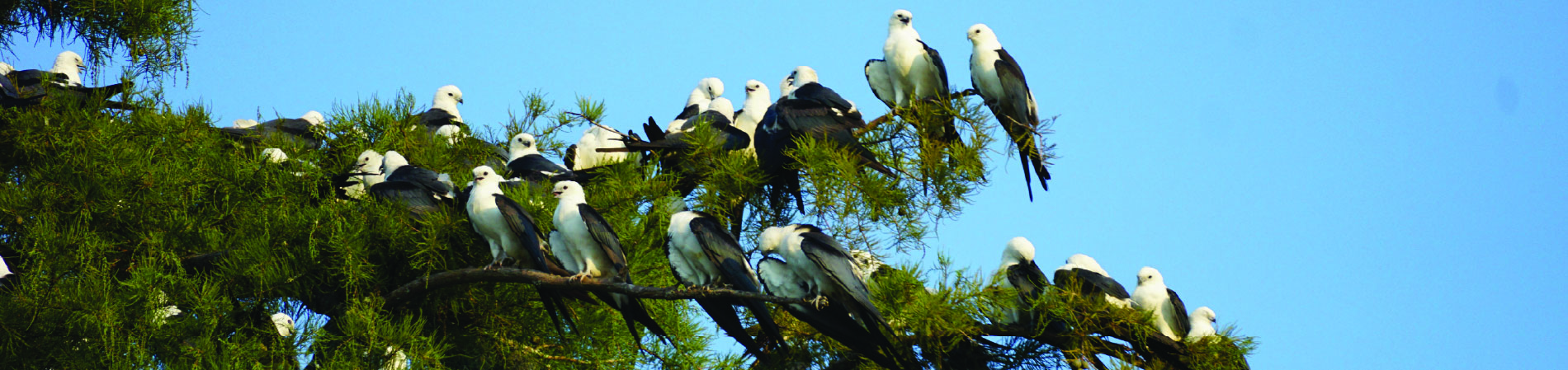 Kites sit on a tree.