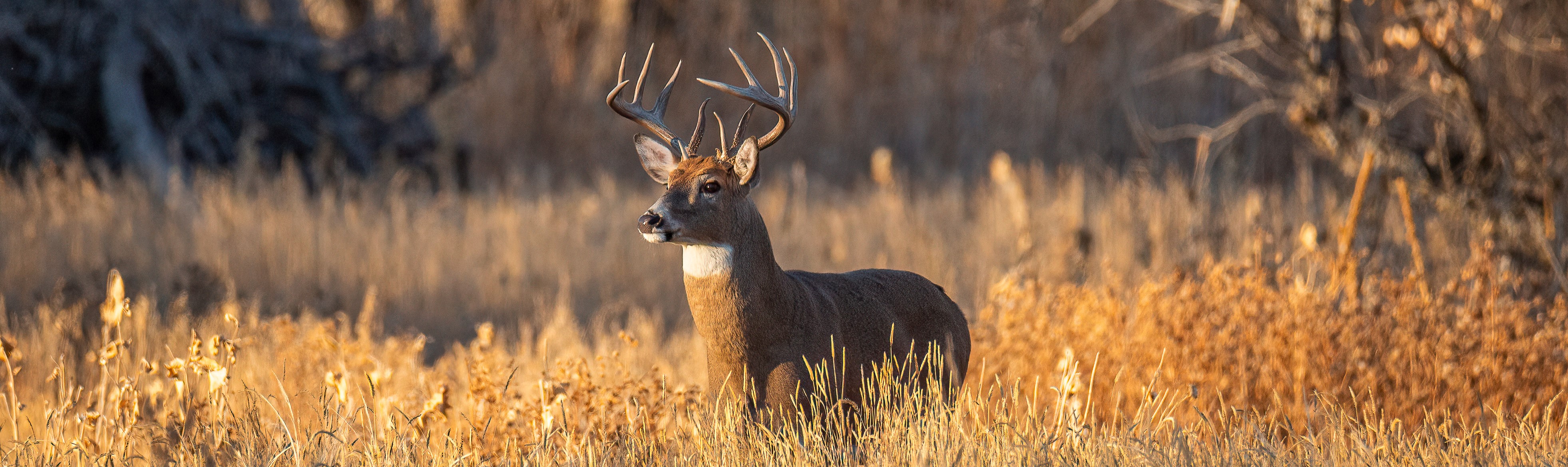 White-tailed buck standing in a field of tall grass