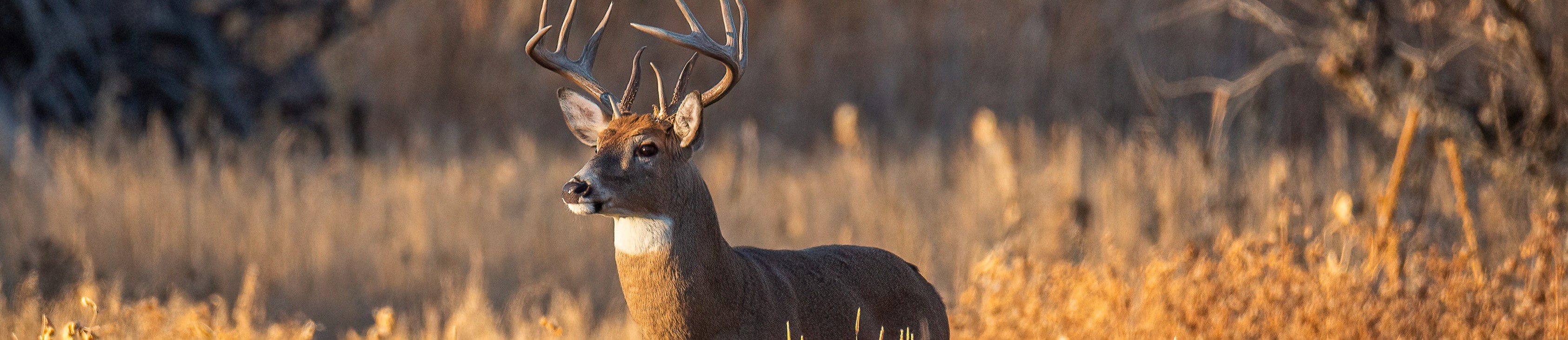 White-tailed buck standing in a field of tall grass