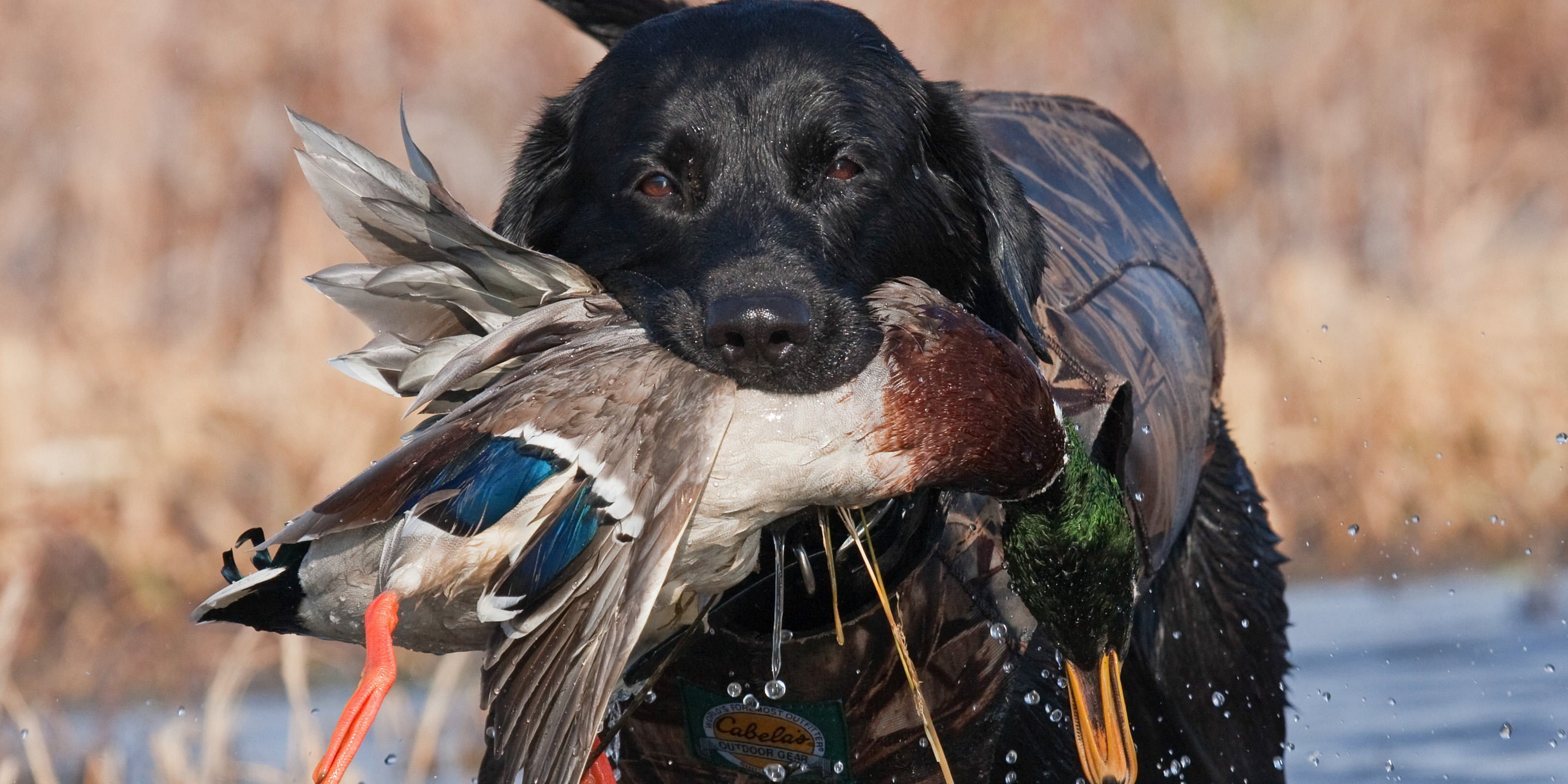 A black lab holds a duck