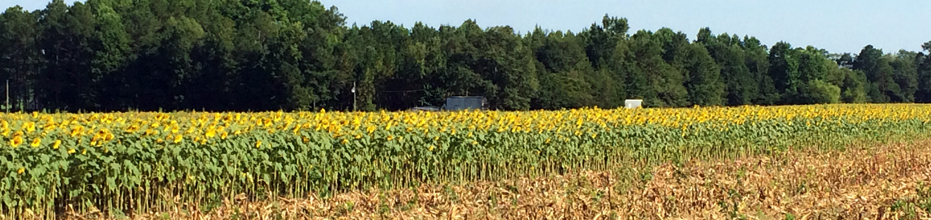 Sunflowers in Dove Field