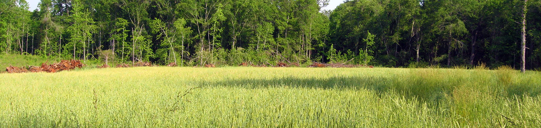 Field at Blanton Creek
