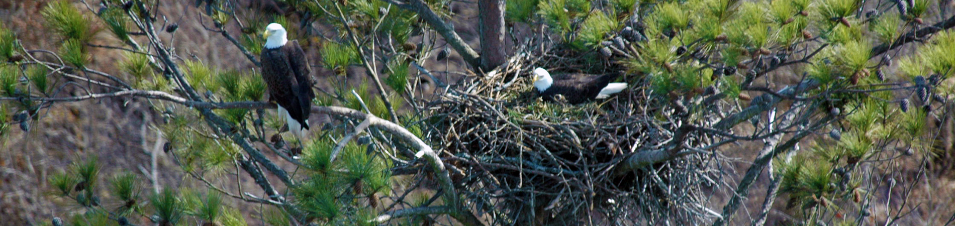 Eagles in Nest