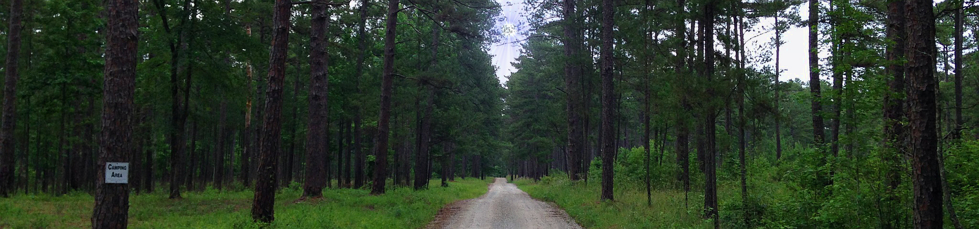 View of a main road in Clarks Hill WMA