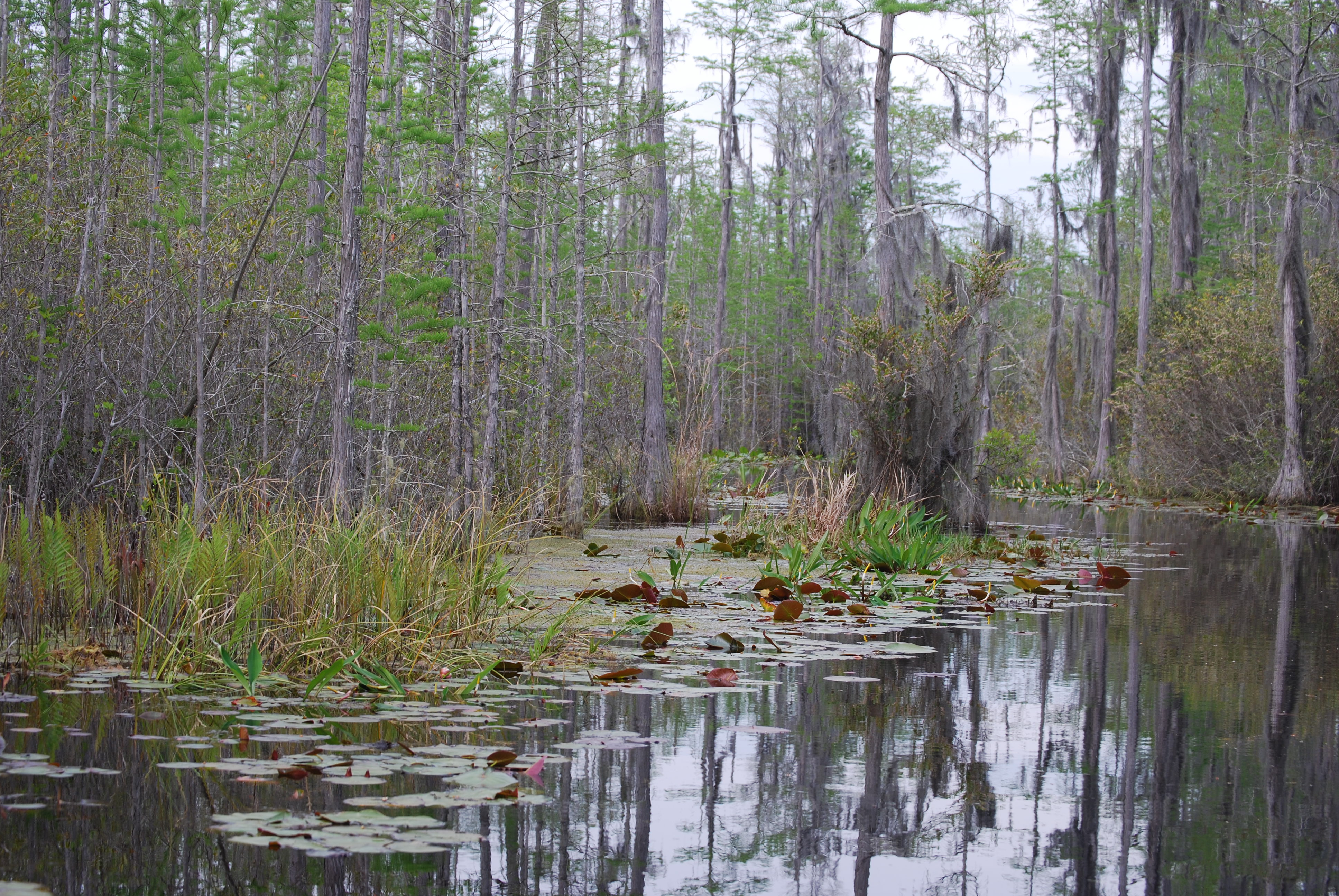 A river in the Okefenokee Swamp.