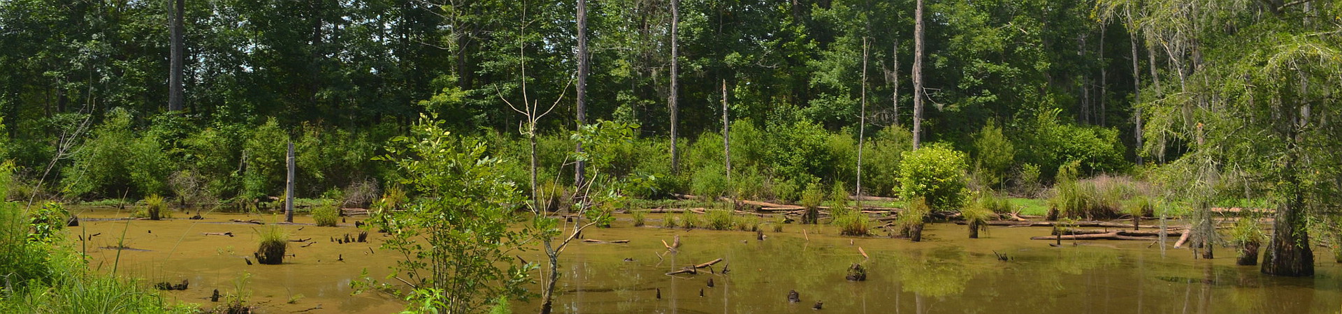 Swamp at WMA