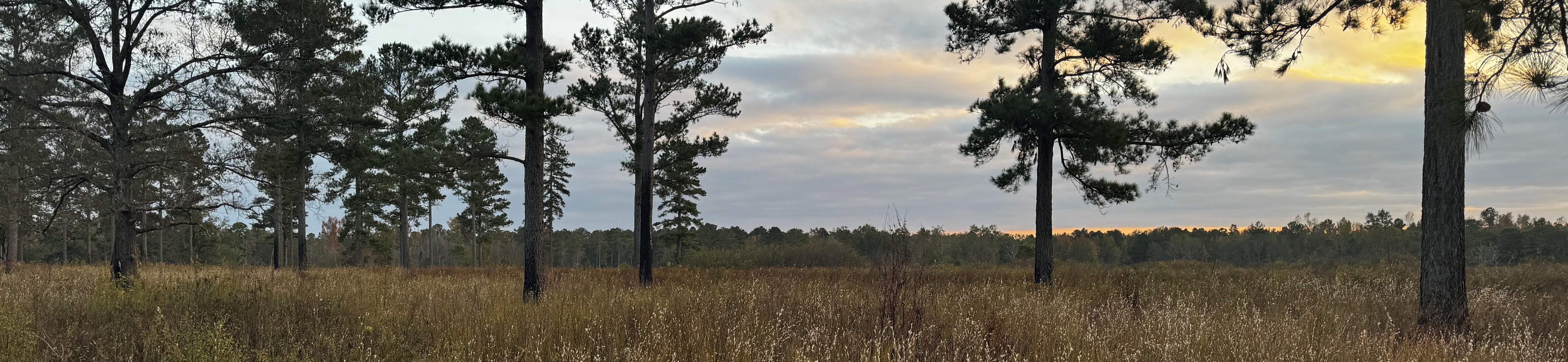 Sunrise over a field on Di-lane WMA.